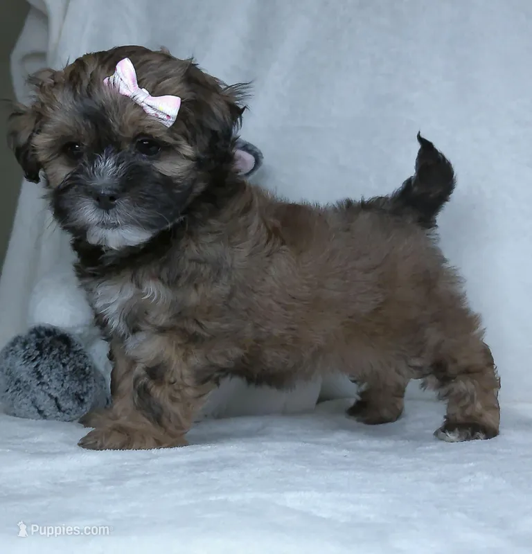 Carmel – Shihpoo puppy for sale in Millersburg, OH