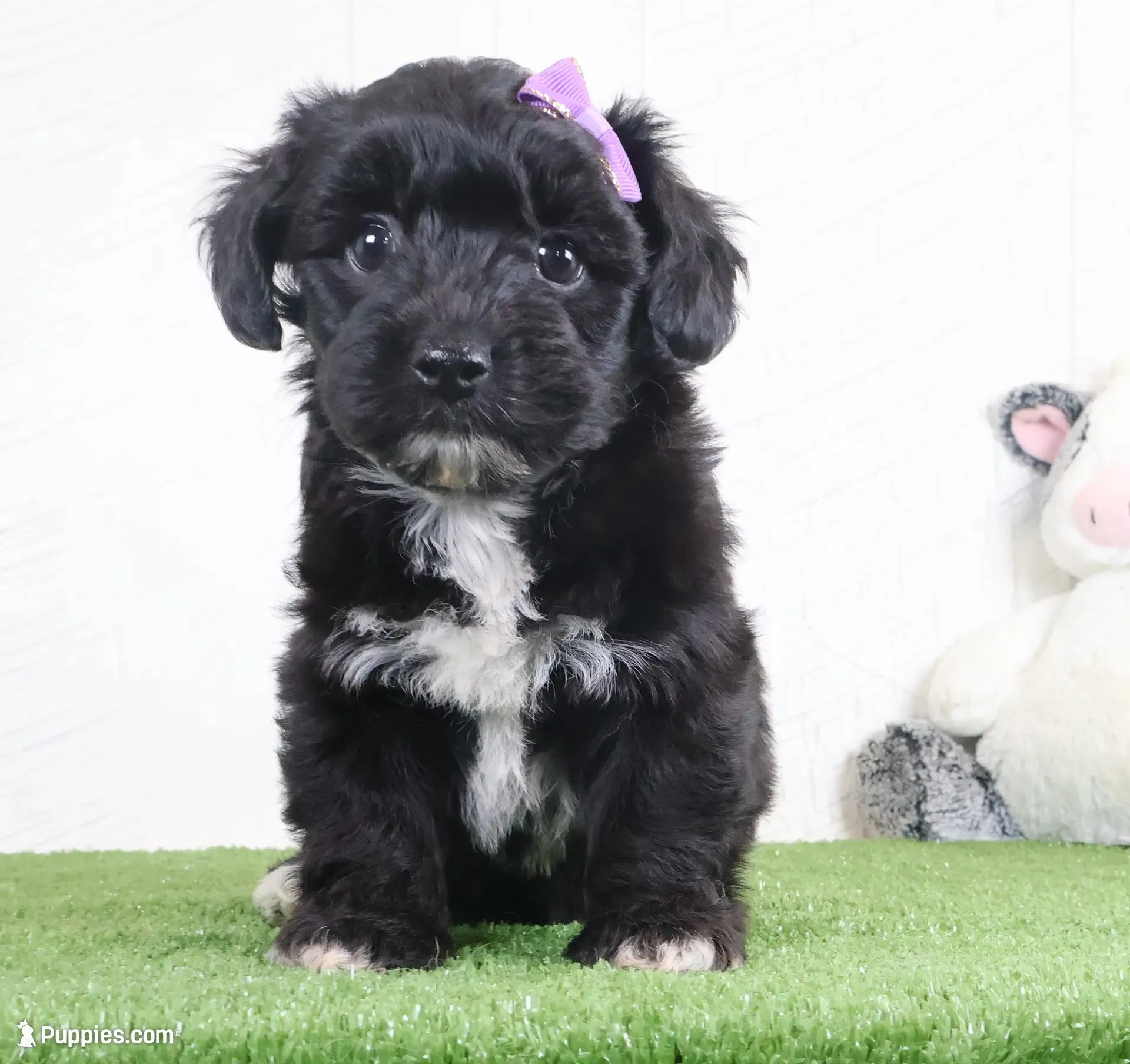 Penny, a female Bichon Frise and Yorkshire Terrier for sale in Millersburg, OH – 2 of 5