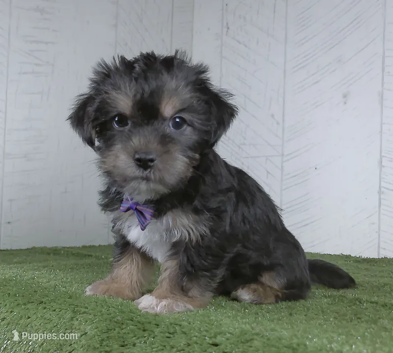 Earl – Shorkie puppy for sale in Millersburg, OH