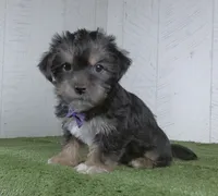 Earl, a male Shorkie for sale in Millersburg, OH – 1 of 3