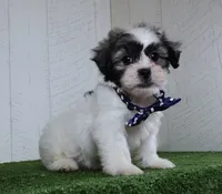 Bryan, a male Bichon Frise and Shih Tzu for sale in Millersburg, OH – 3 of 5