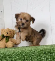 Ike, a male Shih Tzu and Yorkshire Terrier for sale in Millersburg, OH – 3 of 7