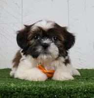 Patrick, a male Shih Tzu for sale in Millersburg, OH – 3 of 3