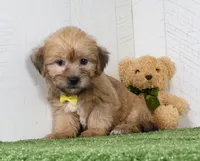 Tyler, a male Shih Tzu and Yorkshire Terrier for sale in Millersburg, OH – 2 of 4