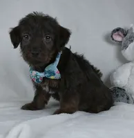Silas, a male Yorkipoo for sale in Millersburg, OH – 4 of 4