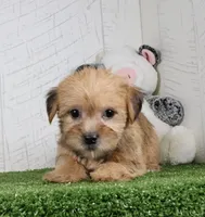 Waylon, a male Shih Tzu and Yorkshire Terrier for sale in Millersburg, OH – 2 of 5