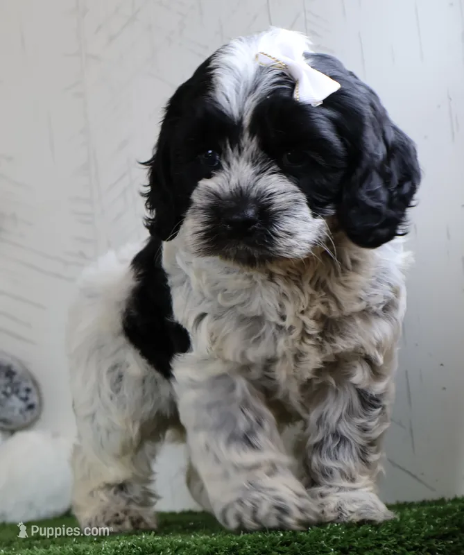 Cookie – Cockapoo puppy for sale in Millersburg, OH