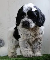 Cookie, a male Cockapoo for sale in Millersburg, OH – 1 of 3