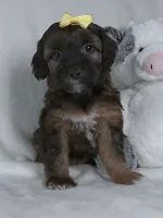 Mindy, a female Yorkipoo for sale in Millersburg, OH – 5 of 5