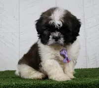 Denzel, a male Shih Tzu for sale in Millersburg, OH – 2 of 5