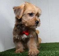 Drew, a male Shih Tzu and Yorkshire Terrier for sale in Millersburg, OH – 4 of 4