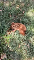 Waffle, a male Maltipoo for sale in Joplin, MO – 4 of 4