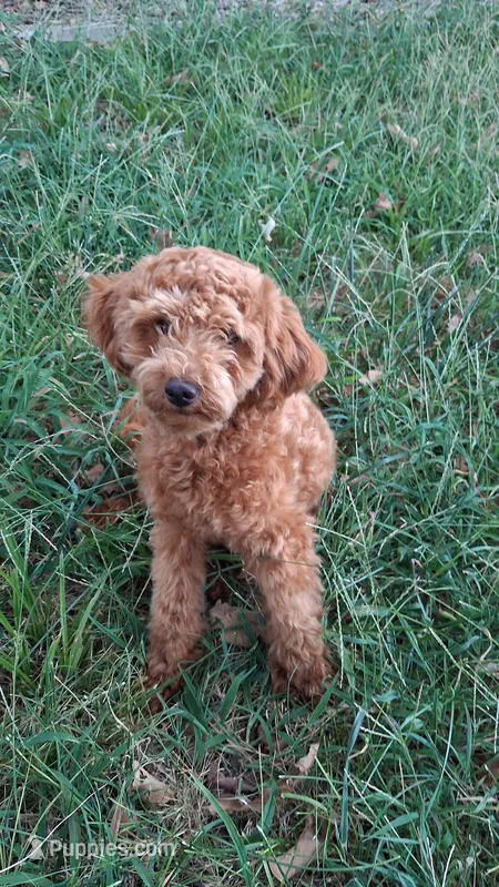 Waffle – Maltipoo puppy for sale in Joplin, MO