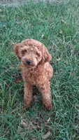 Waffle, a male Maltipoo for sale in Joplin, MO – 1 of 4