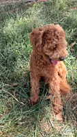 Waffle, a male Maltipoo for sale in Joplin, MO – 3 of 4