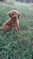 Waffle, a male Maltipoo for sale in Joplin, MO – 2 of 4