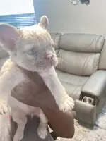 Cash , a male French Bulldog for sale in Chino, CA – 1 of 4