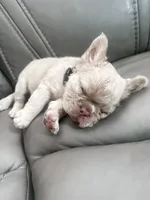 Cash , a male French Bulldog for sale in Chino, CA – 3 of 4