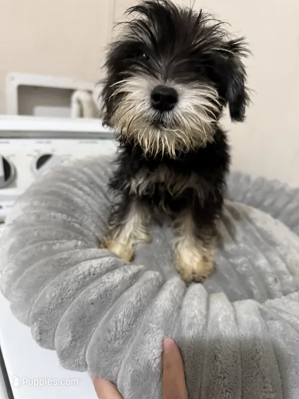 You decide – Miniature Schnauzer puppy for sale in Alba, TX