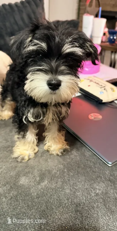 You decide – Miniature Schnauzer puppy for sale in Alba, TX