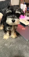 You decide, a male Miniature Schnauzer for sale in Alba, TX – 1 of 1