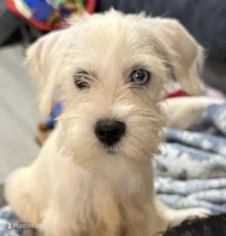Snowflake  – Miniature Schnauzer puppy for sale in Alba, TX