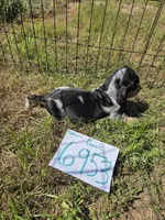 F6953, a female Basset Bleu de Gascogne for sale in Saltillo, TX – 7 of 10