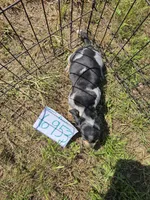 F6953, a female Basset Bleu de Gascogne for sale in Saltillo, TX – 8 of 10