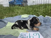 F6953, a female Basset Bleu de Gascogne for sale in Saltillo, TX – Photo 4 of 7