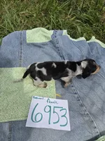 F6953, a female Basset Bleu de Gascogne for sale in Saltillo, TX – Photo 5 of 7