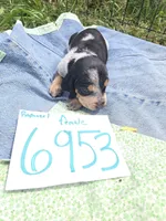 F6953, a female Basset Bleu de Gascogne for sale in Saltillo, TX – Photo 3 of 7