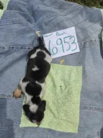 F6953, a female Basset Bleu de Gascogne for sale in Saltillo, TX – Photo 7 of 7