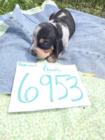 F6953, a female Basset Bleu de Gascogne for sale in Saltillo, TX – Photo 2 of 7