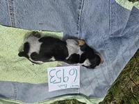 F6953, a female Basset Bleu de Gascogne for sale in Saltillo, TX – Photo 6 of 7
