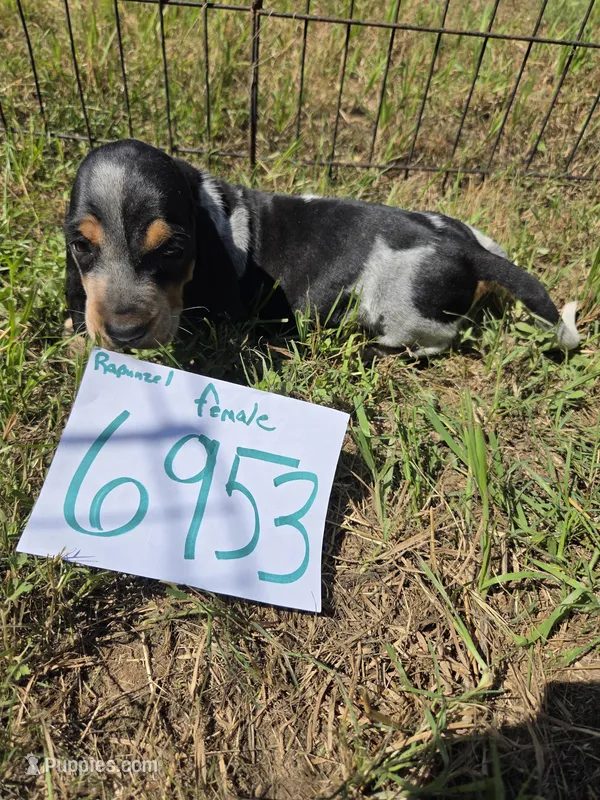 F6953 – Basset Bleu de Gascogne puppy for sale in Saltillo, TX