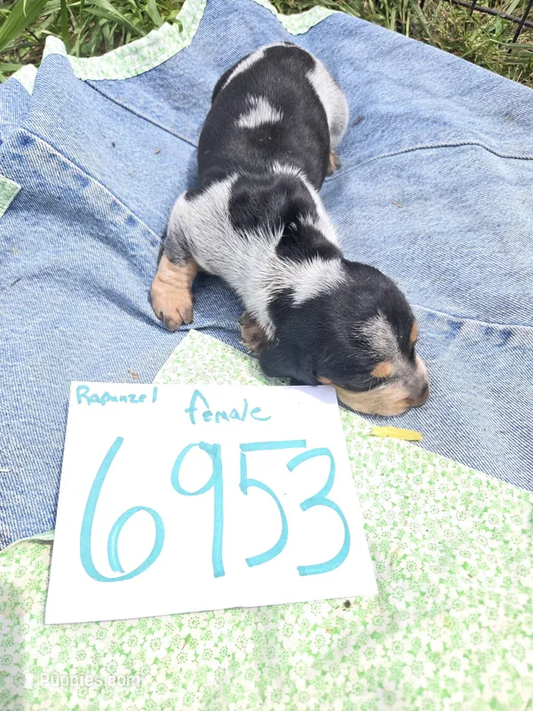F6953 – Basset Bleu de Gascogne puppy for sale in Saltillo, TX