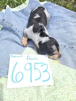 F6953, a female Basset Bleu de Gascogne for sale in Saltillo, TX – Photo 1 of 7