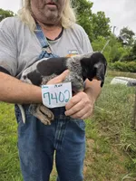 M7402, a male Bluetick Coonhound for sale in Saltillo, TX – 2 of 3