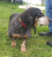 Periwinkle, a female Basset Bleu de Gascogne for sale in Saltillo, TX – Photo 3 of 7