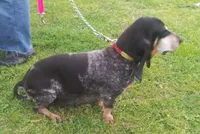 Periwinkle, a female Basset Bleu de Gascogne for sale in Saltillo, TX – Photo 6 of 7
