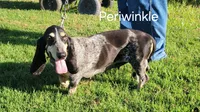 Periwinkle, a female Basset Bleu de Gascogne for sale in Saltillo, TX – Photo 1 of 7