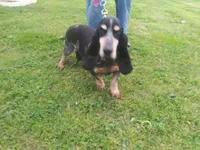 Periwinkle, a female Basset Bleu de Gascogne for sale in Saltillo, TX – Photo 7 of 7