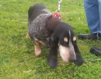 Periwinkle, a female Basset Bleu de Gascogne for sale in Saltillo, TX – Photo 4 of 7