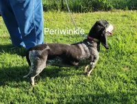 Periwinkle, a female Basset Bleu de Gascogne for sale in Saltillo, TX – Photo 2 of 7