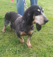Periwinkle, a female Basset Bleu de Gascogne for sale in Saltillo, TX – Photo 5 of 7