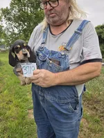 F3719, a male Bluetick Coonhound for sale in Saltillo, TX – 2 of 4