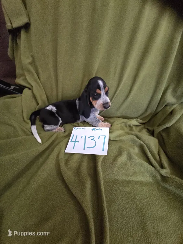 F4737 – Basset Bleu de Gascogne puppy for sale in Saltillo, TX