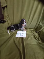 F4737, a female Basset Bleu de Gascogne for sale in Saltillo, TX – 1 of 10