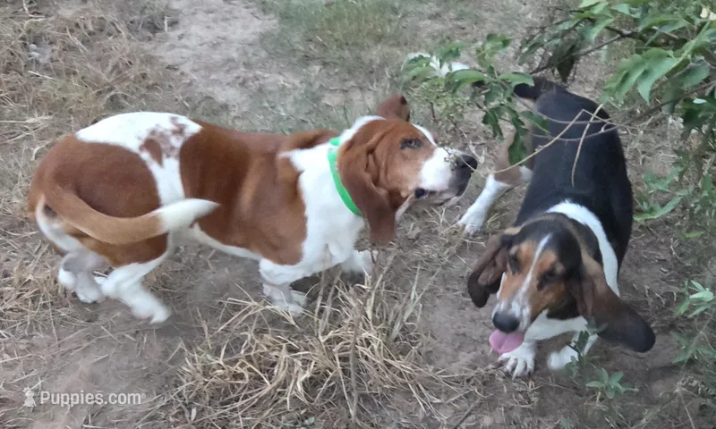 Coming soon – Basset Hound puppy for sale in Saltillo, TX