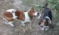 Coming soon, a  Basset Hound for sale in Saltillo, TX – 1 of 10